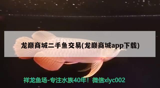 龙巅商城二手鱼交易(龙巅商城app下载) 观赏鱼