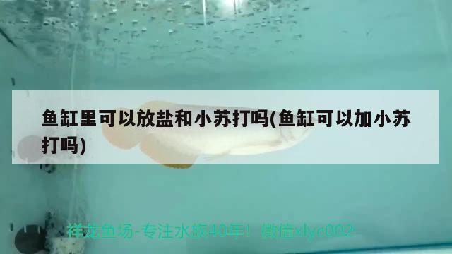 鱼缸里可以放盐和小苏打吗(鱼缸可以加小苏打吗) 喂食器