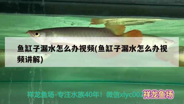 鱼缸子漏水怎么办视频(鱼缸子漏水怎么办视频讲解) 水族世界