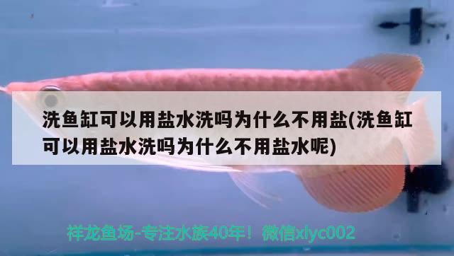 洗鱼缸可以用盐水洗吗为什么不用盐(洗鱼缸可以用盐水洗吗为什么不用盐水呢)