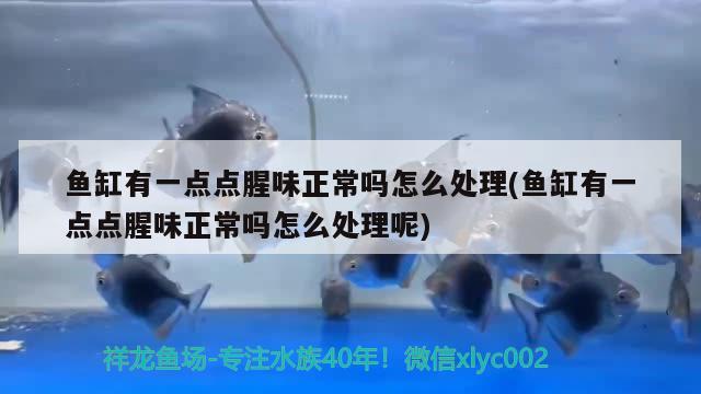 鱼缸有一点点腥味正常吗怎么处理(鱼缸有一点点腥味正常吗怎么处理呢)