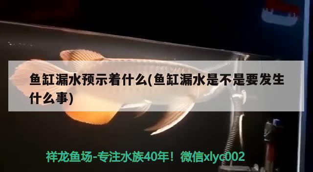 鱼缸漏水预示着什么(鱼缸漏水是不是要发生什么事) 铁甲武士 第2张