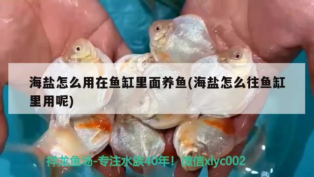 海盐怎么用在鱼缸里面养鱼(海盐怎么往鱼缸里用呢) 龙鱼批发 第4张