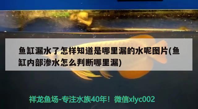 鱼缸漏水了怎样知道是哪里漏的水呢图片(鱼缸内部渗水怎么判断哪里漏)