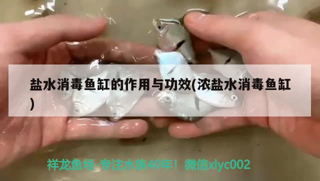 盐水消毒鱼缸的作用与功效(浓盐水消毒鱼缸)