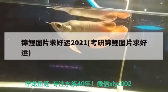 锦鲤图片求好运2021(考研锦鲤图片求好运) 观赏鱼