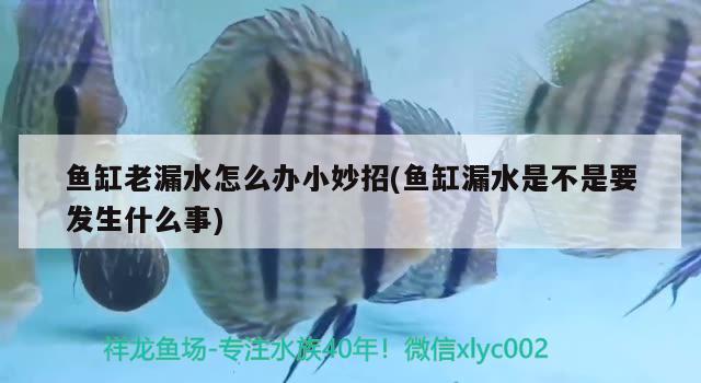 鱼缸老漏水怎么办小妙招(鱼缸漏水是不是要发生什么事) 魟鱼百科