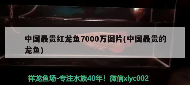 中国最贵红龙鱼7000万图片(中国最贵的龙鱼) 观赏鱼