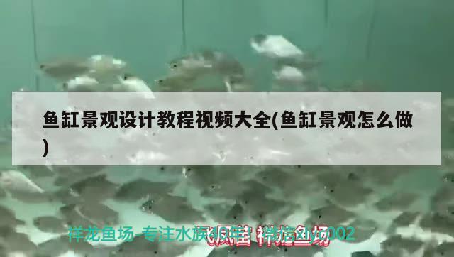 鱼缸景观设计教程视频大全(鱼缸景观怎么做) 广州景观设计