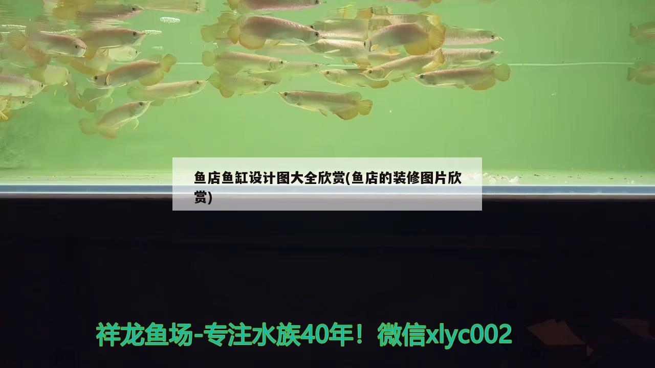 鱼店鱼缸设计图大全欣赏(鱼店的装修图片欣赏) 印尼虎苗 第2张