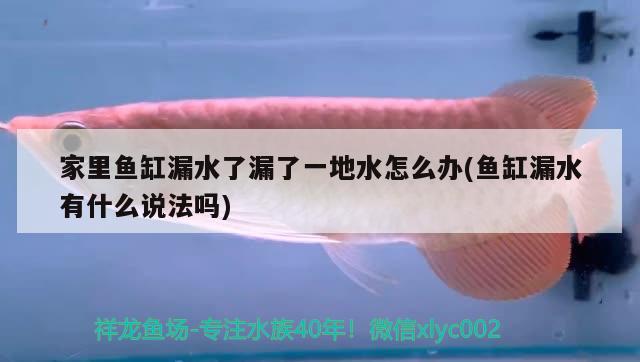 家里鱼缸漏水了漏了一地水怎么办(鱼缸漏水有什么说法吗) 双线侧鱼