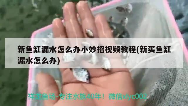 新鱼缸漏水怎么办小妙招视频教程(新买鱼缸漏水怎么办)