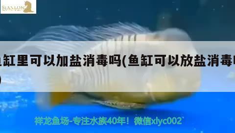 鱼缸里可以加盐消毒吗(鱼缸可以放盐消毒吗?)