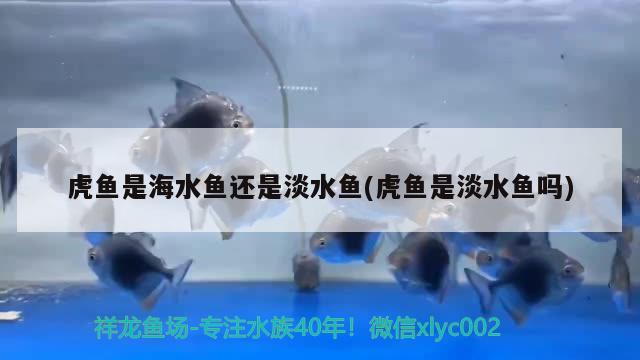 虎鱼是海水鱼还是淡水鱼(虎鱼是淡水鱼吗) 海水鱼