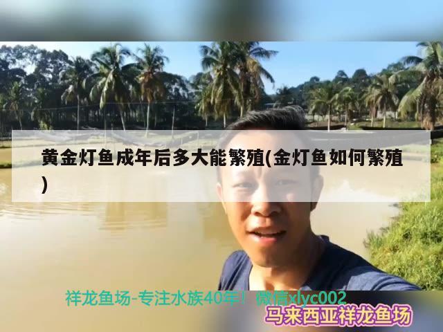 黄金灯鱼成年后多大能繁殖(金灯鱼如何繁殖)