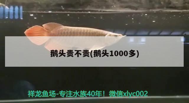 鹅头贵不贵(鹅头1000多)