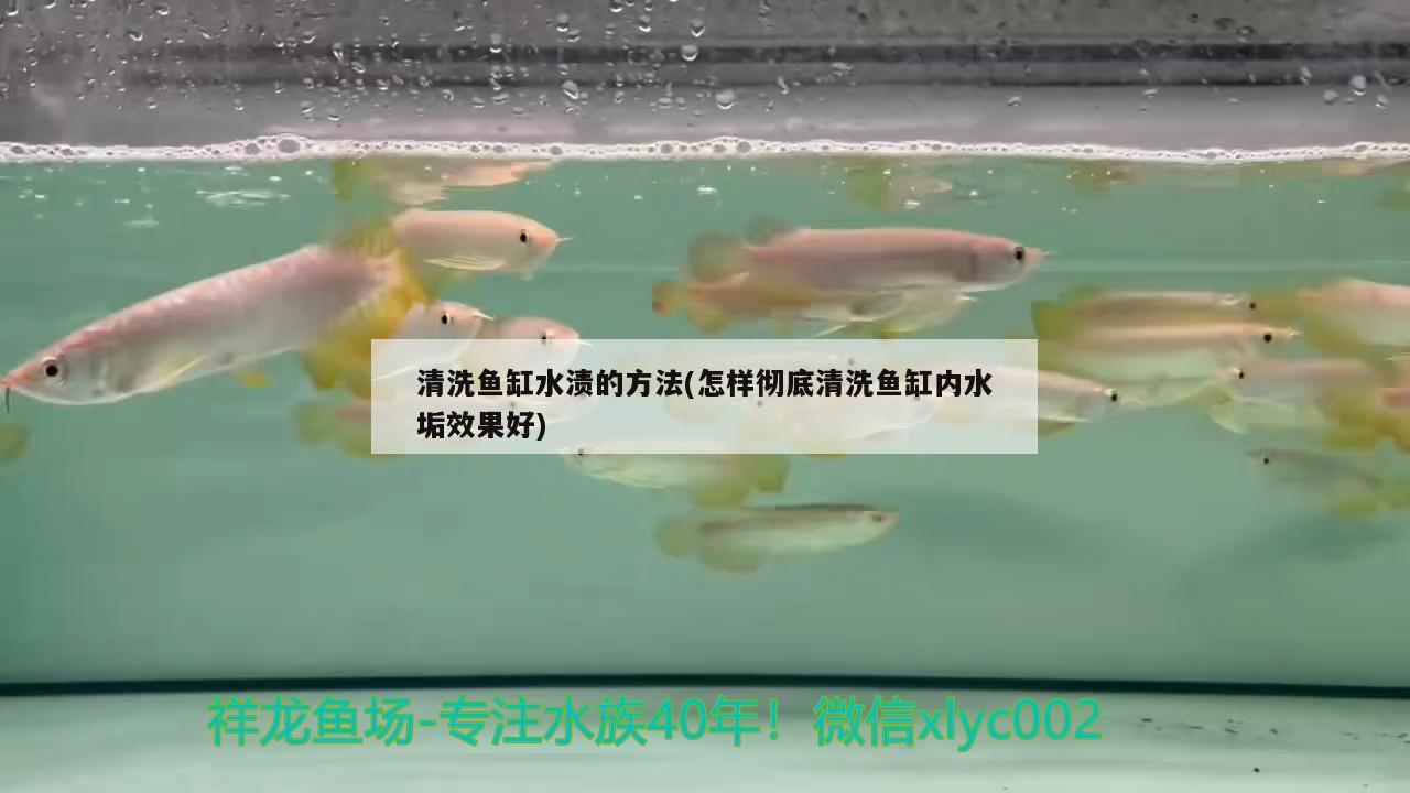 清洗鱼缸水渍的方法(怎样彻底清洗鱼缸内水垢效果好)