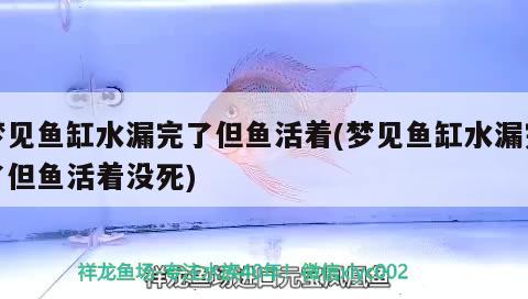 梦见鱼缸水漏完了但鱼活着(梦见鱼缸水漏完了但鱼活着没死) 银龙鱼