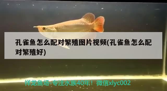 孔雀鱼怎么配对繁殖图片视频(孔雀鱼怎么配对繁殖好) 观赏鱼