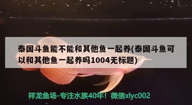 泰国斗鱼能不能和其他鱼一起养(泰国斗鱼可以和其他鱼一起养吗1004无标题) 泰国斗鱼 第2张