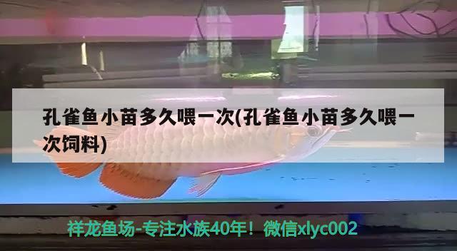 孔雀鱼小苗多久喂一次(孔雀鱼小苗多久喂一次饲料) 观赏鱼