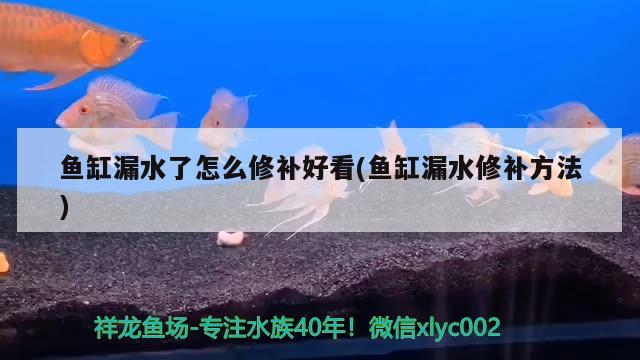 鱼缸漏水了怎么修补好看(鱼缸漏水修补方法)