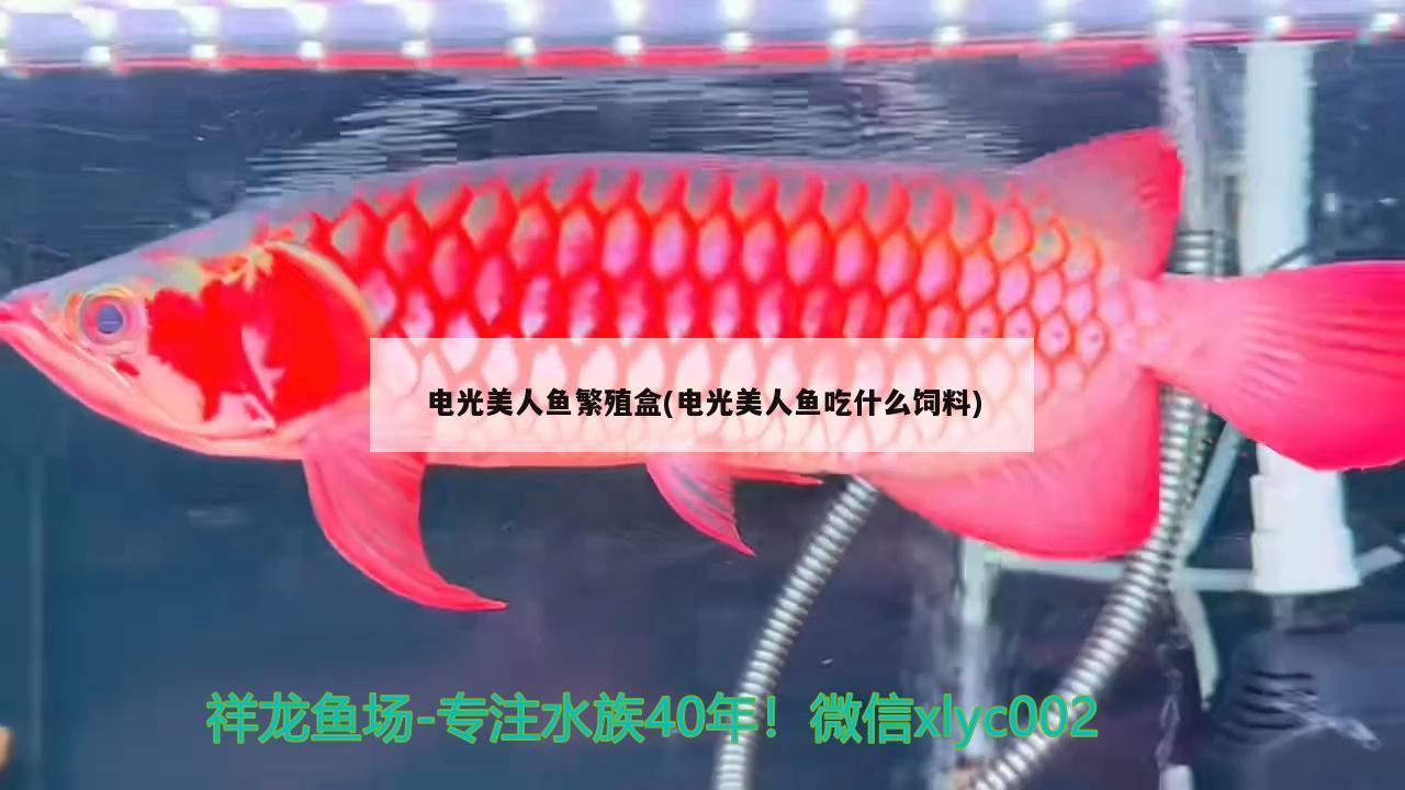 电光美人鱼繁殖盒(电光美人鱼吃什么饲料) 观赏鱼