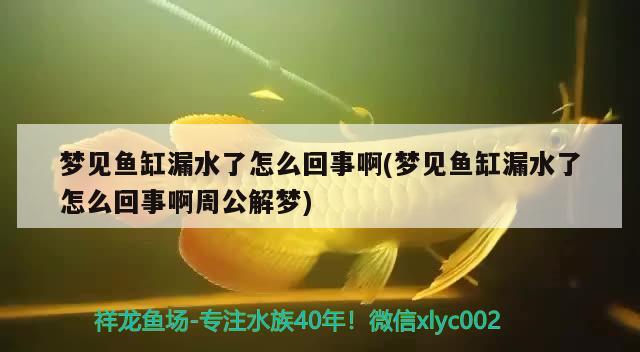 梦见鱼缸漏水了怎么回事啊(梦见鱼缸漏水了怎么回事啊周公解梦) 照明器材