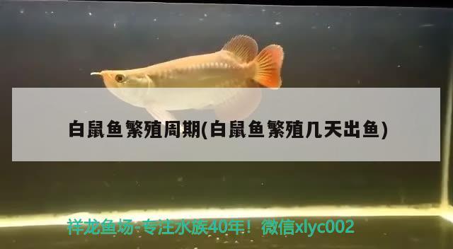 白鼠鱼繁殖周期(白鼠鱼繁殖几天出鱼) 观赏鱼