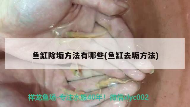 鱼缸除垢方法有哪些(鱼缸去垢方法)