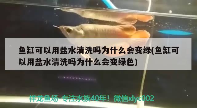 鱼缸可以用盐水清洗吗为什么会变绿(鱼缸可以用盐水清洗吗为什么会变绿色)