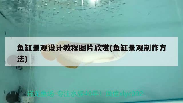 鱼缸景观设计教程图片欣赏(鱼缸景观制作方法) 广州景观设计