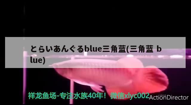 とらいあんぐるblue三角蓝(三角蓝blue) 观赏鱼