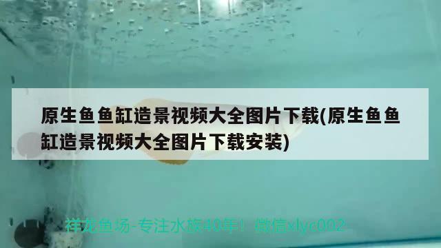 原生鱼鱼缸造景视频大全图片下载(原生鱼鱼缸造景视频大全图片下载安装)