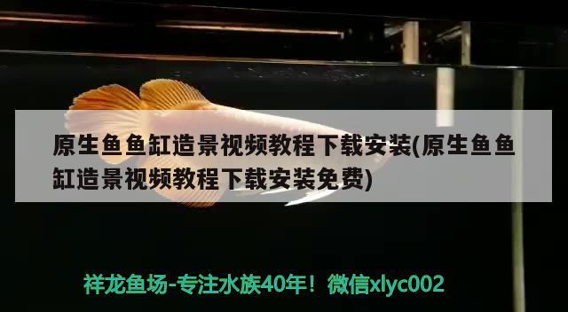 原生鱼鱼缸造景视频教程下载安装(原生鱼鱼缸造景视频教程下载安装免费) 一眉道人鱼苗