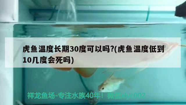 虎鱼温度长期30度可以吗?(虎鱼温度低到10几度会死吗) 虎鱼百科