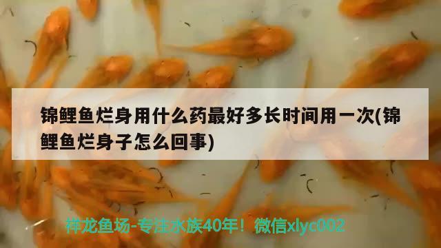 锦鲤鱼烂身用什么药最好多长时间用一次(锦鲤鱼烂身子怎么回事)