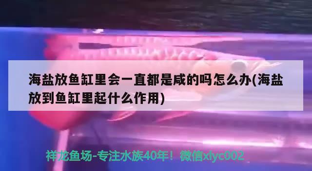 海盐放鱼缸里会一直都是咸的吗怎么办(海盐放到鱼缸里起什么作用)