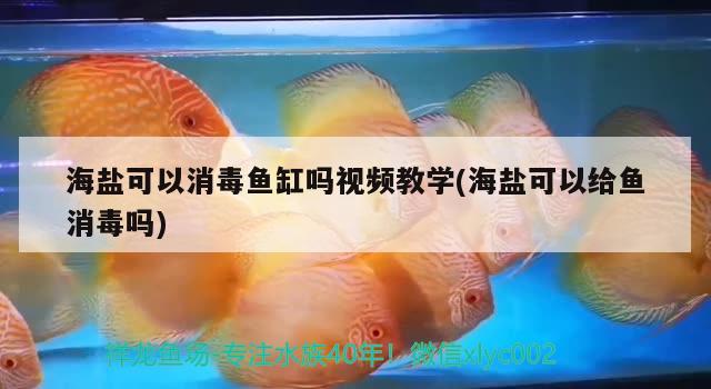 海盐可以消毒鱼缸吗视频教学(海盐可以给鱼消毒吗) 广州水族批发市场