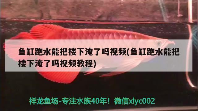 鱼缸跑水能把楼下淹了吗视频(鱼缸跑水能把楼下淹了吗视频教程)