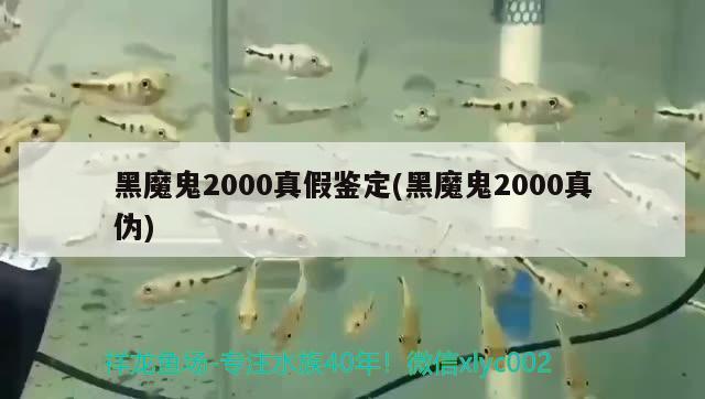 黑魔鬼2000真假鉴定(黑魔鬼2000真伪) 观赏鱼