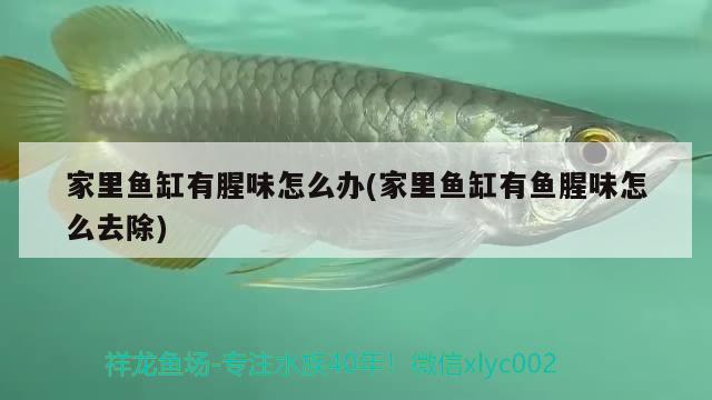 家里鱼缸有腥味怎么办(家里鱼缸有鱼腥味怎么去除) 水族世界