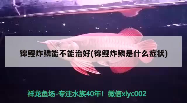 锦鲤炸鳞能不能治好(锦鲤炸鳞是什么症状)