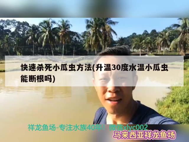 快速杀死小瓜虫方法(升温30度水温小瓜虫能断根吗)