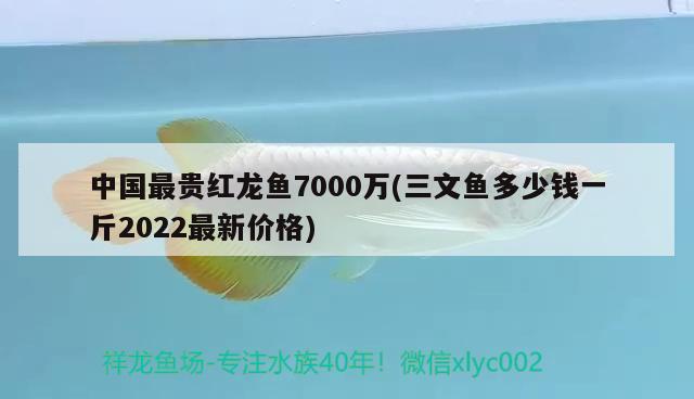 中国最贵红龙鱼7000万(三文鱼多少钱一斤2022最新价格)