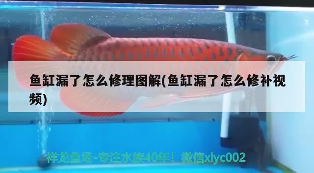 鱼缸漏了怎么修理图解(鱼缸漏了怎么修补视频) 狗仔招财猫鱼