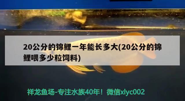 20公分的锦鲤一年能长多大(20公分的锦鲤喂多少粒饲料)