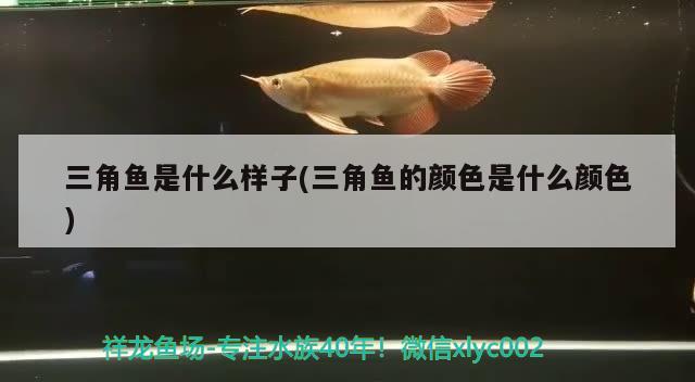 三角鱼是什么样子(三角鱼的颜色是什么颜色)