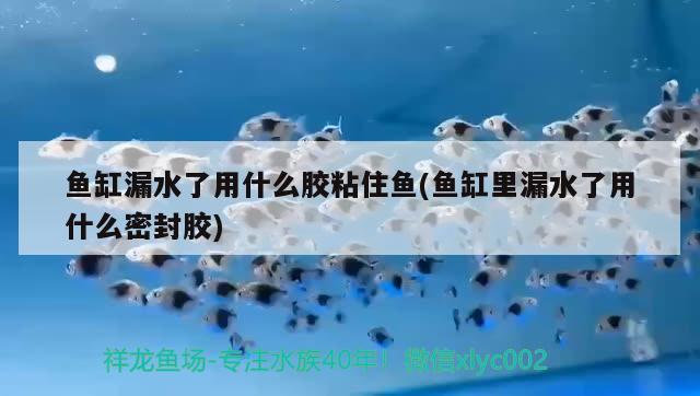 鱼缸漏水了用什么胶粘住鱼(鱼缸里漏水了用什么密封胶)