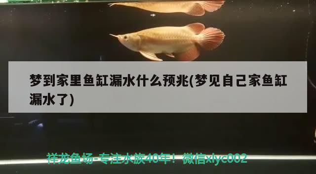 梦到家里鱼缸漏水什么预兆(梦见自己家鱼缸漏水了) 黄宽带蝴蝶鱼